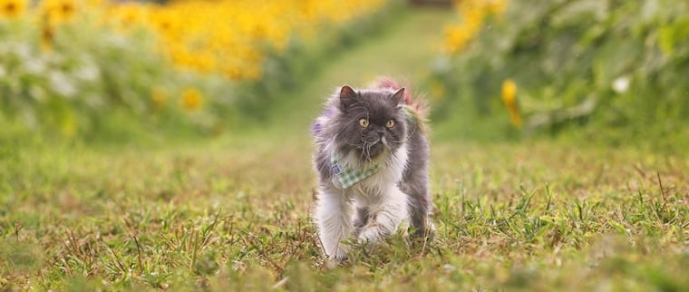 chat persan